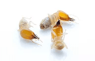 Dead termites