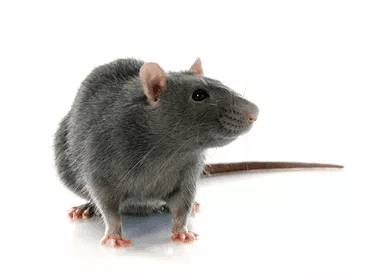 Norway rats