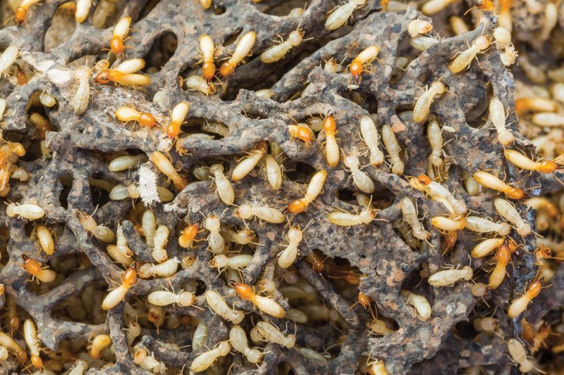 Termite Control Services