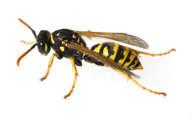European Wasp Control