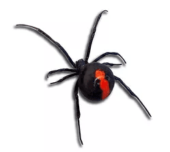 Red back spiders