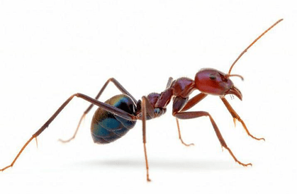 Meat Ant Control