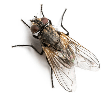 House Flies