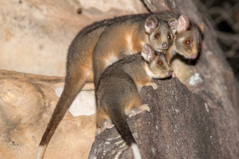 Ring tailed possums