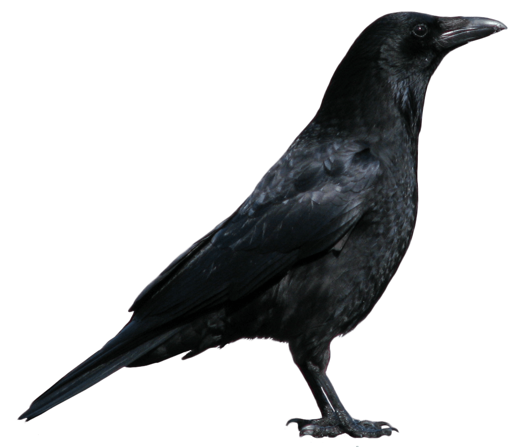 Raven Control Adelaide