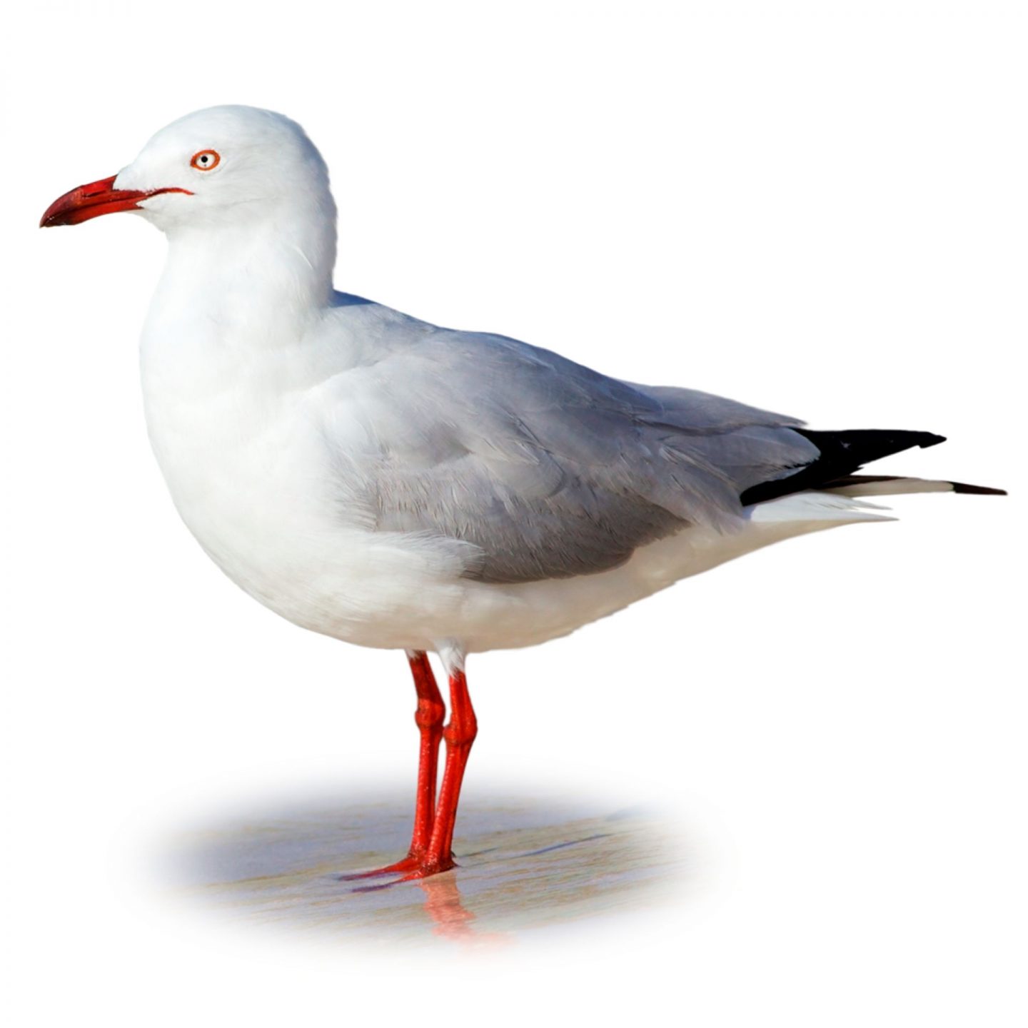 Seagull Control Control