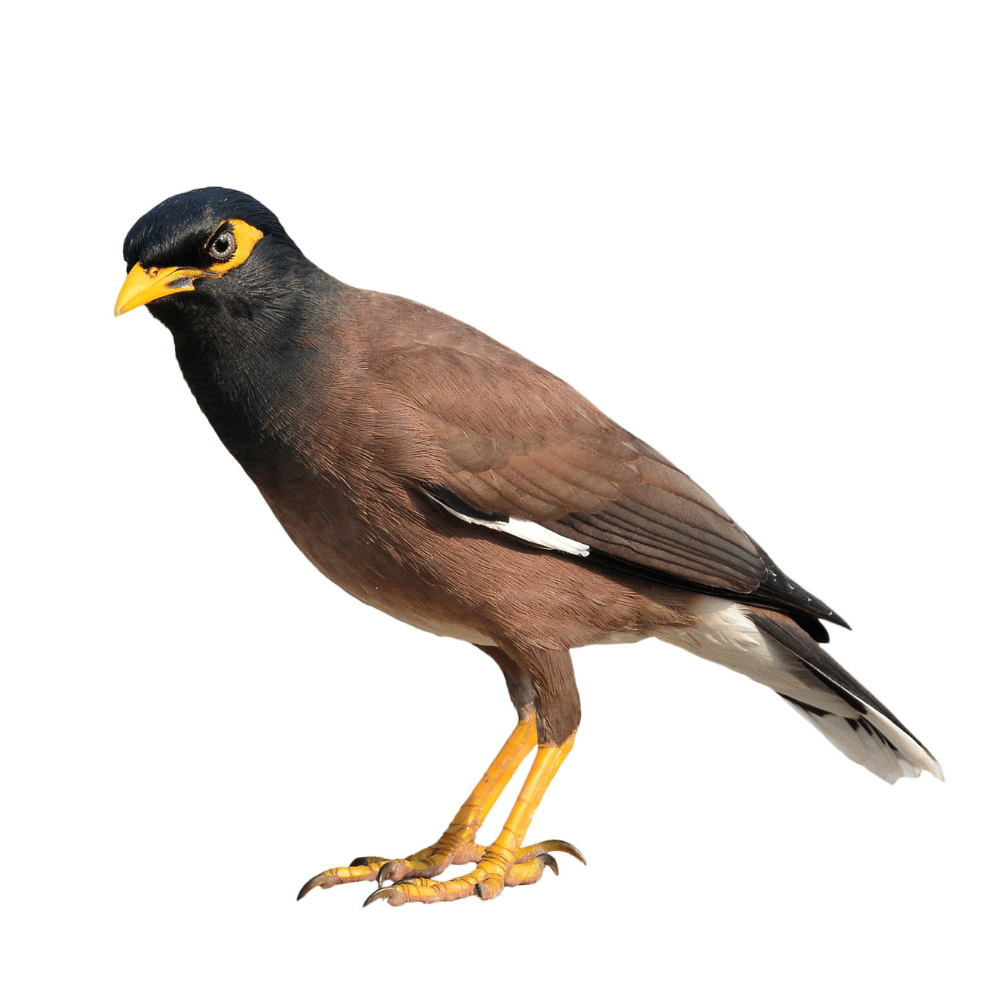 Myna Bird Control Adelaide