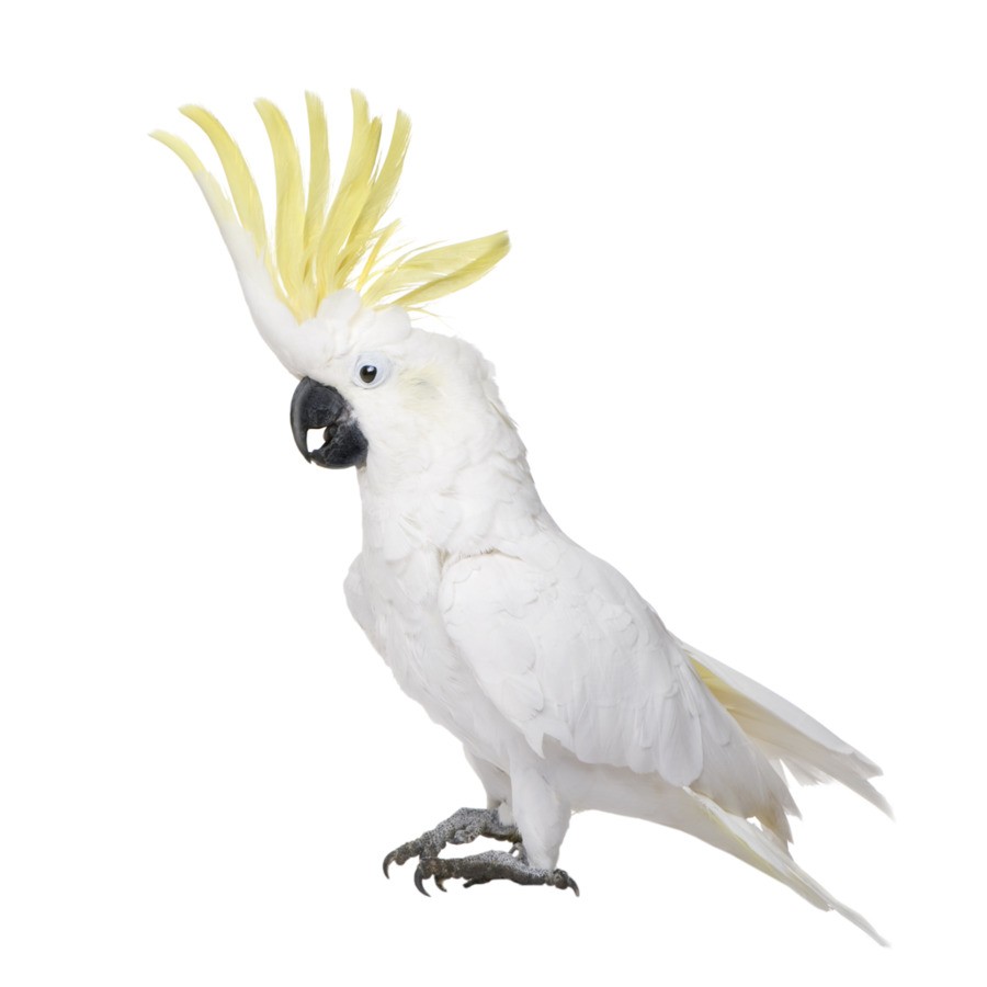 Adelaide Cockatoo Control