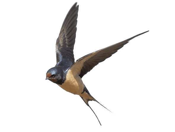 Swallow Control