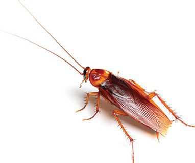 American Cockroach