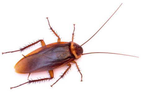 American Cockroach
