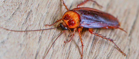 American Cockroach On Wooden Surface