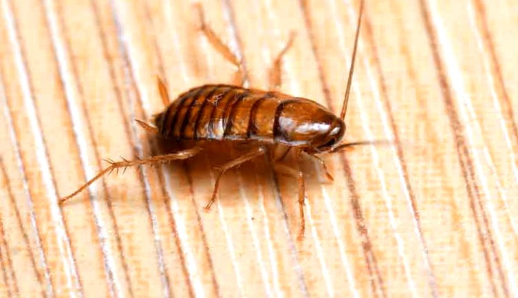 Baby Cockroach On Wooden Floor