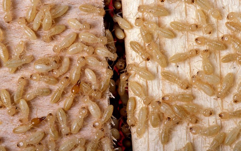 Termites Infesting Cardboard
