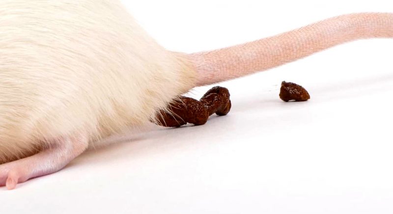 White Mouse With Its Poop