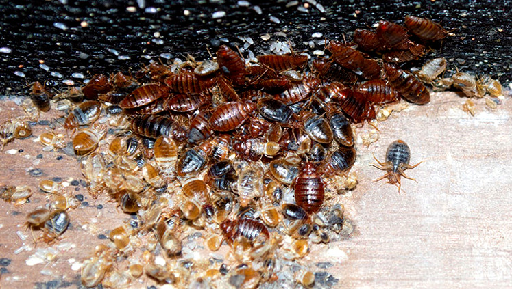 A Pile Of Dead Bed Bugs