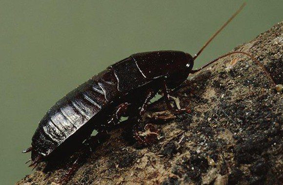 Black Cockroach Climbing Rock