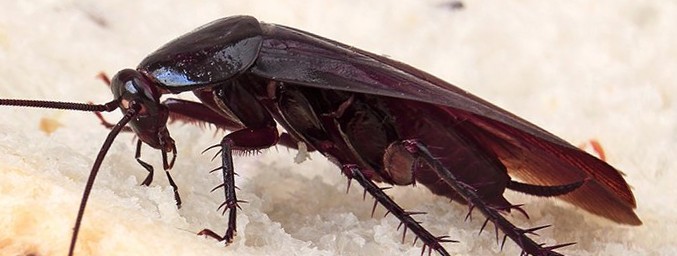 Brown Cockroach Feeding