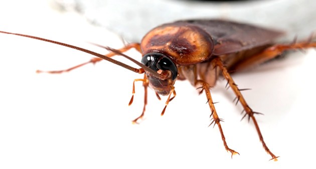 Cockroach Trapped By Mug Base