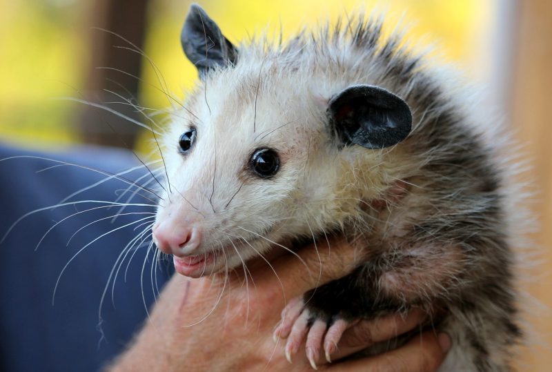Possum Held In The Hand