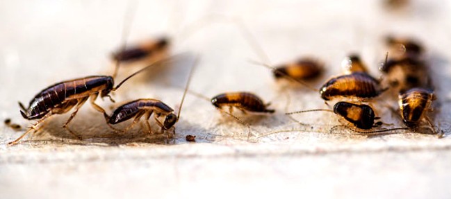 Baby Cockroaches Crawling Around