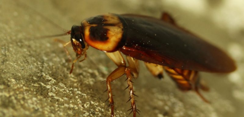 American Cockroach On Sandy Surface
