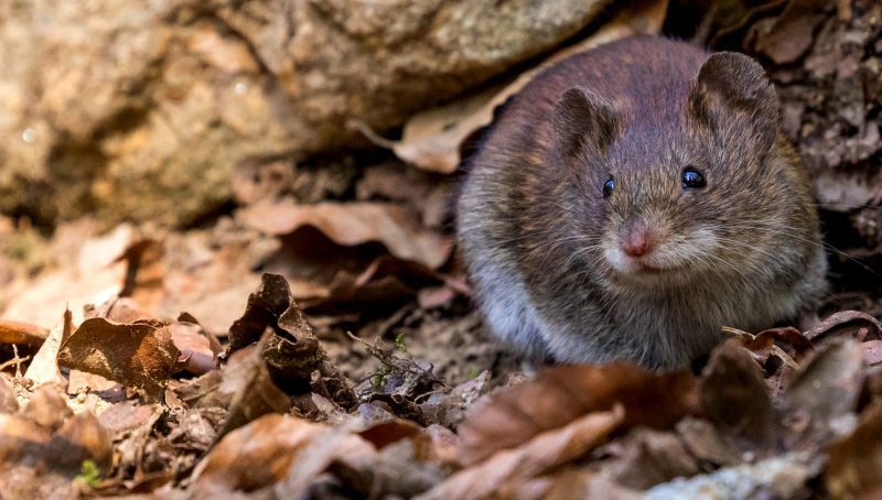 Mouse On Dry Fallen Leaves