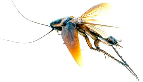 Cockroach Flying