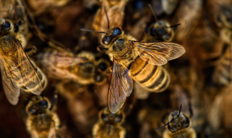 Bees Crowded In A Hive