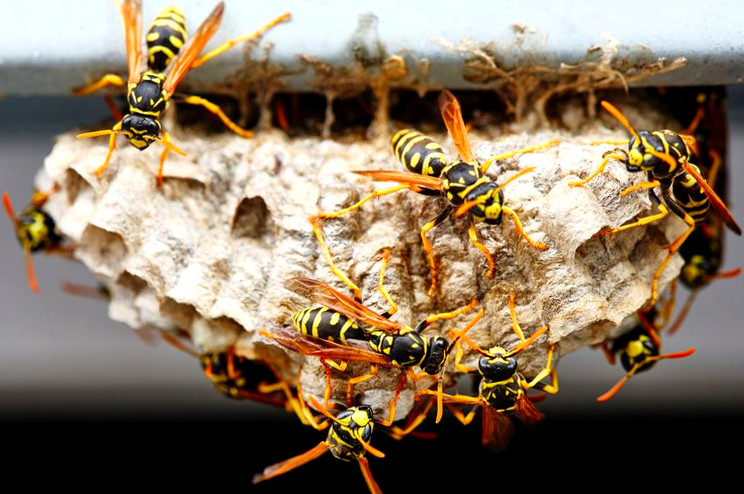 Black And Yellow Wasps Outside Their Nest