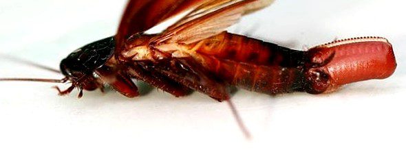 Cockroach Laying An Egg