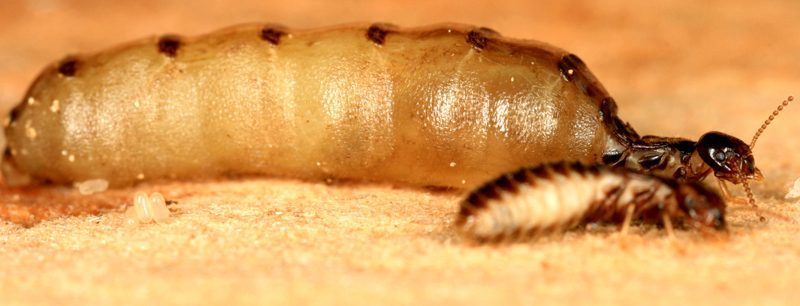 King Termite Besides Queen Termite