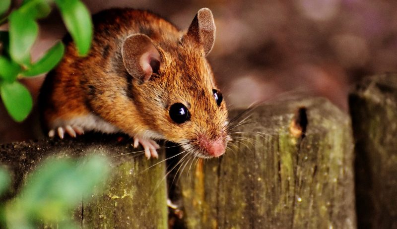 Mouse Standing On A Fence