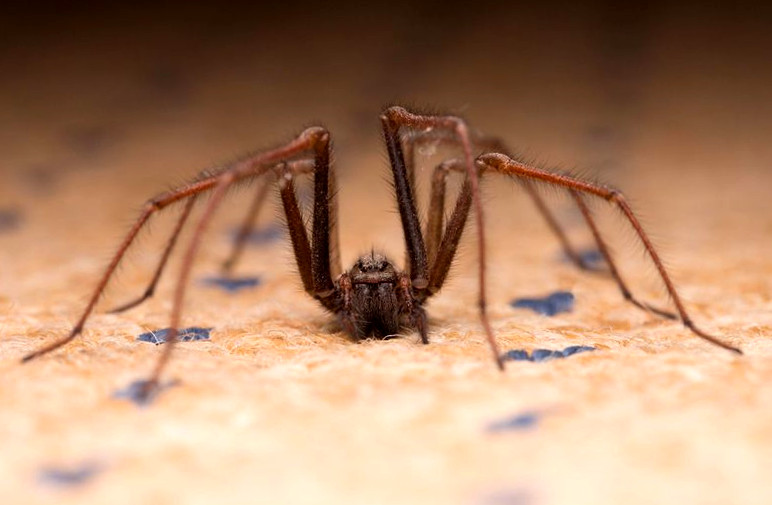 Spider Crawling On Carpet
