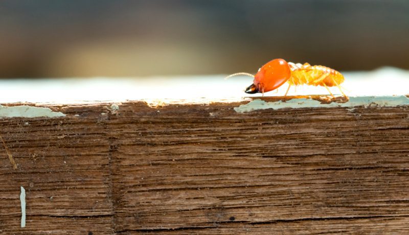 Termite Walking On Old Wood