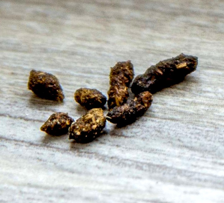 Rat Poop On Wooden Floor