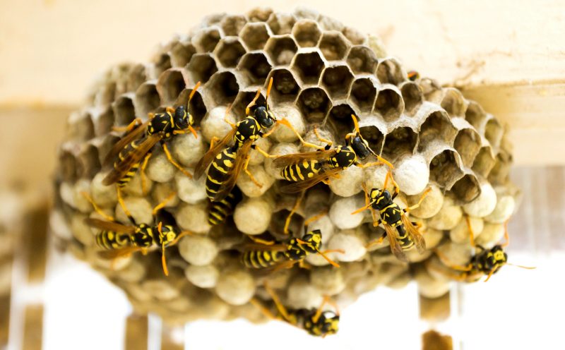 Wasps Hanging Outside Their Nest