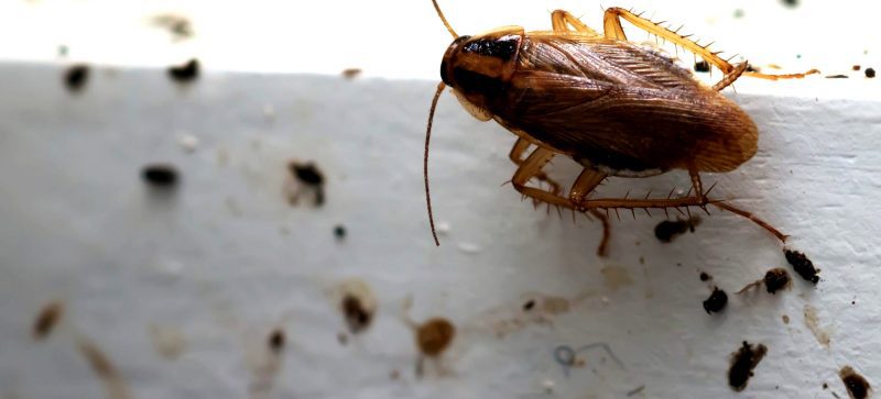 House Infested By Cockroaches