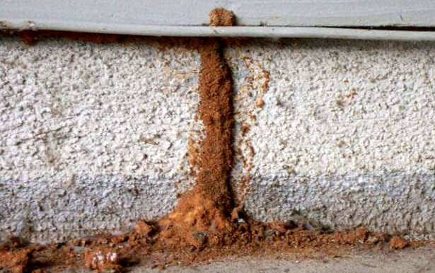 Termite Mud Tube On Foundation
