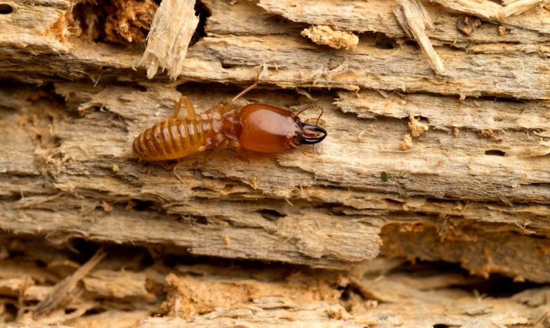 Termite Feeding On Wood