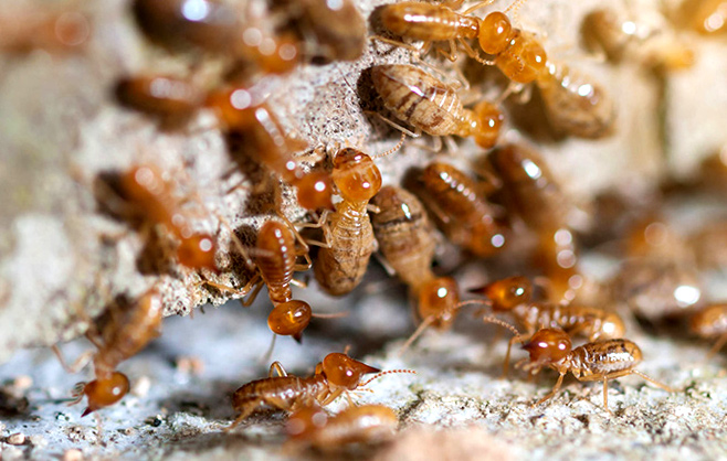 Subterranean Termites Beneath The Ground
