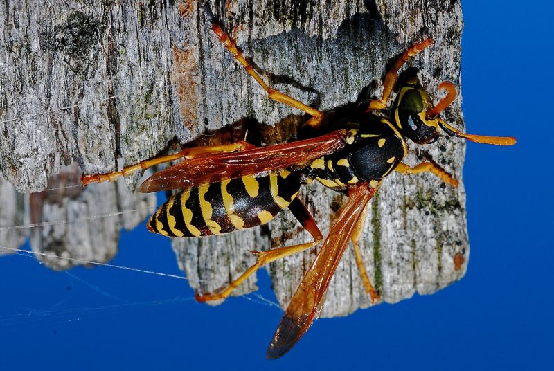 Wasp Caught In Spider's Web