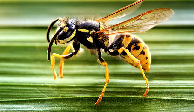 Wasp Landing On A Leaf