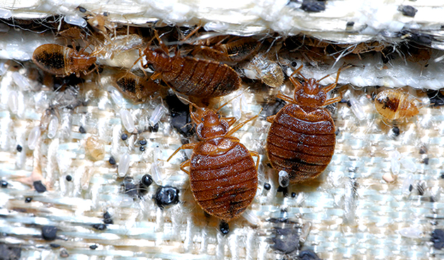 Mattress Infested By Bed Bugs