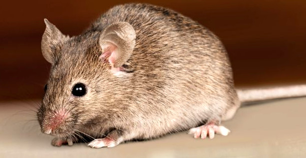Mouse In The House