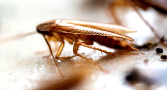 Cockroach With Its Droppings