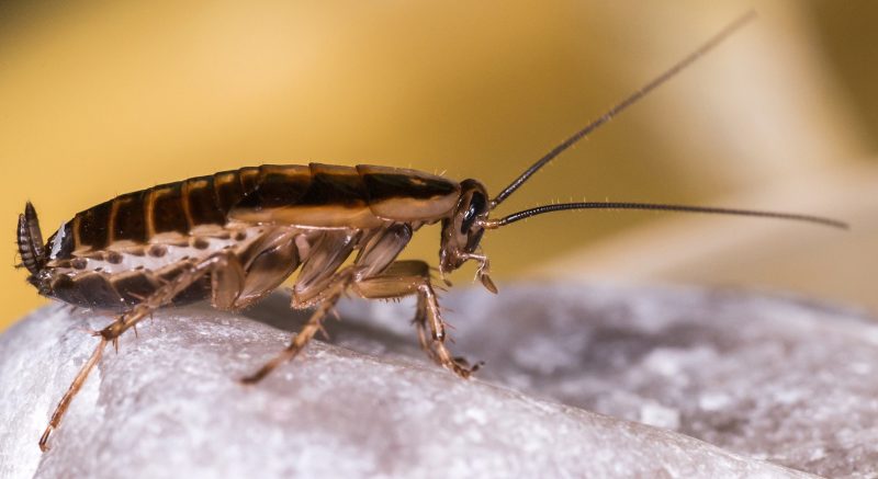German Cockroach Crawling Around