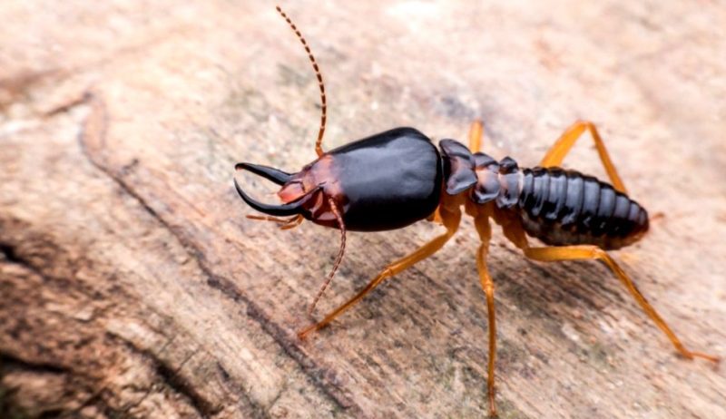 Soldier Termite Walking On A Log