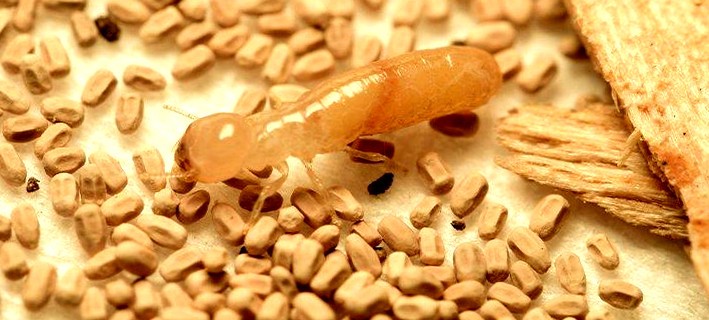 Termite Walking Over Termite Droppings