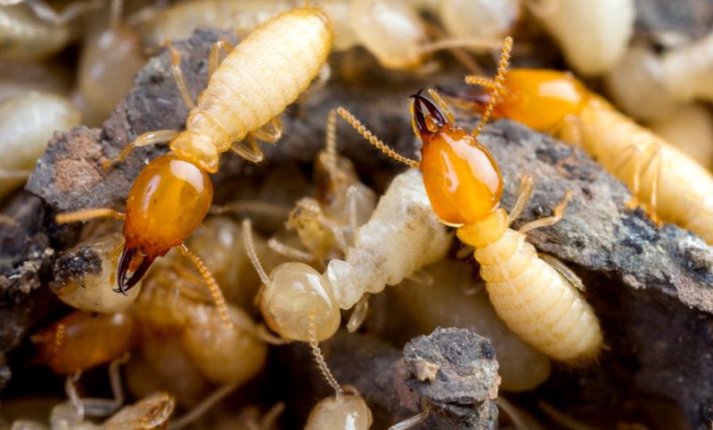 Termites Inside Their Nest
